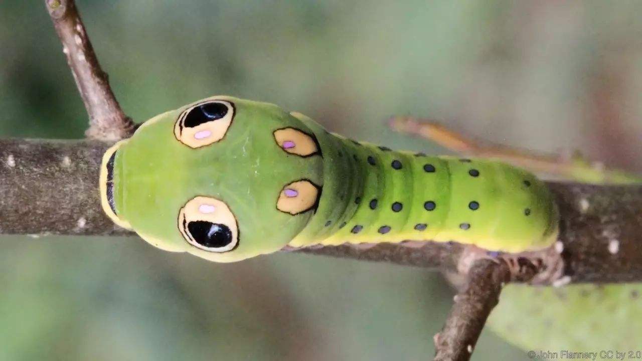 盘点数种昆虫们的奇特长相长相最奇怪的昆虫