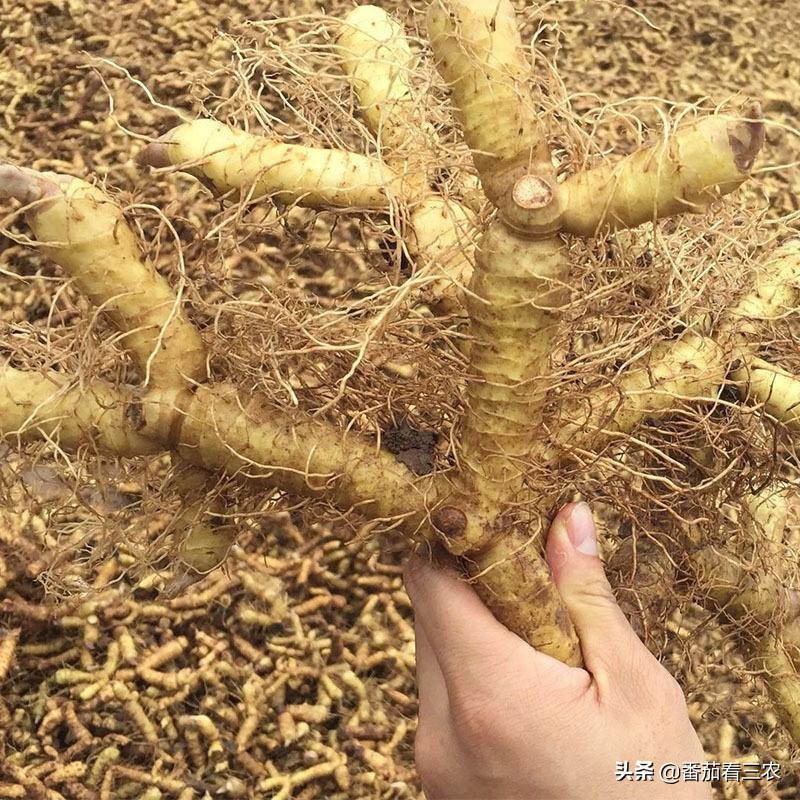 从玉竹的四大生物学特性出发,注意十二个种植细节,促高产增效益