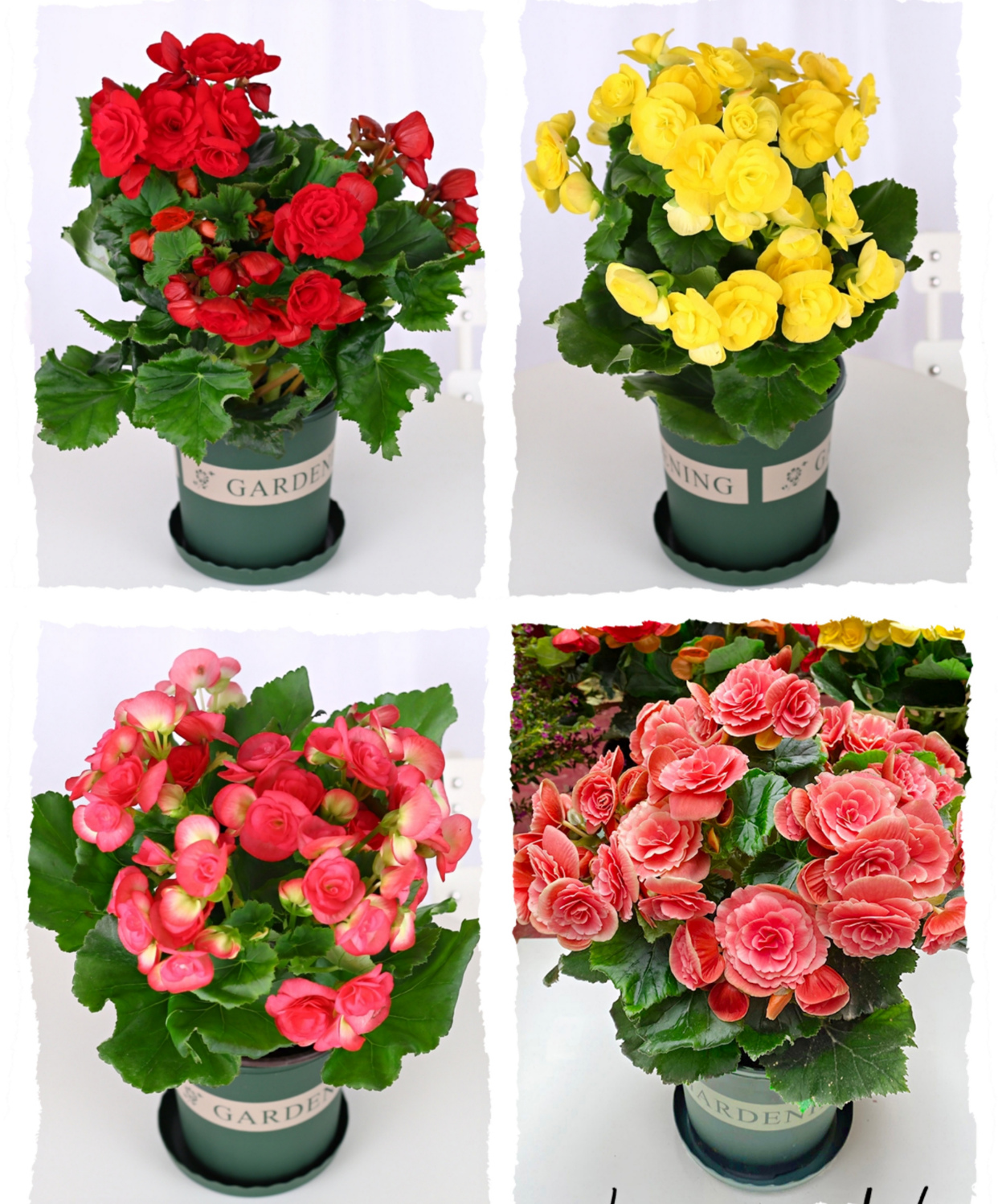 20种“懒人”花草，阳台客厅必备，好养好看，还能净化空气