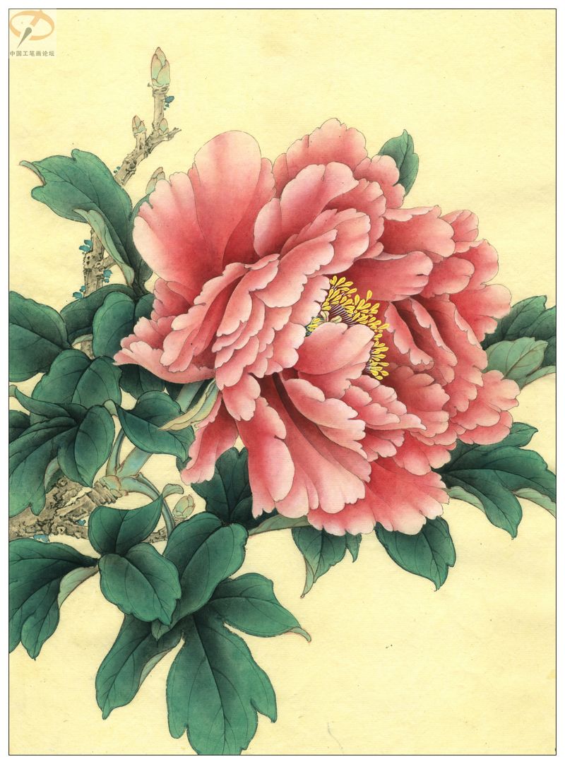 李晓明《牡丹》工笔画(着色绘制步骤图)第三辑