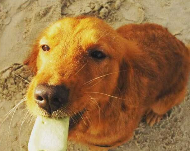 金毛犬拉稀怎么办？