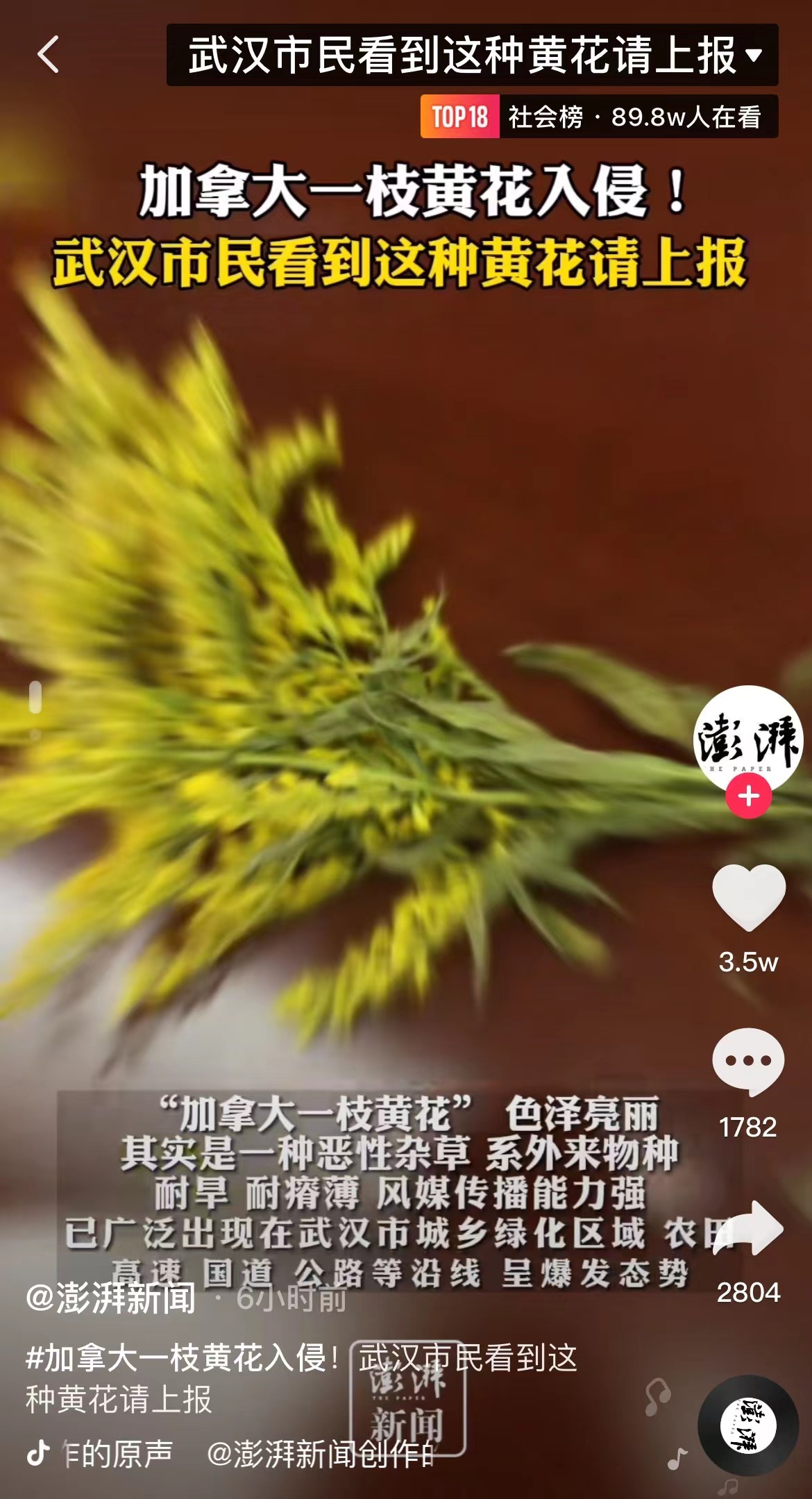 这场恶魔之花，注定开在人性的废墟上！