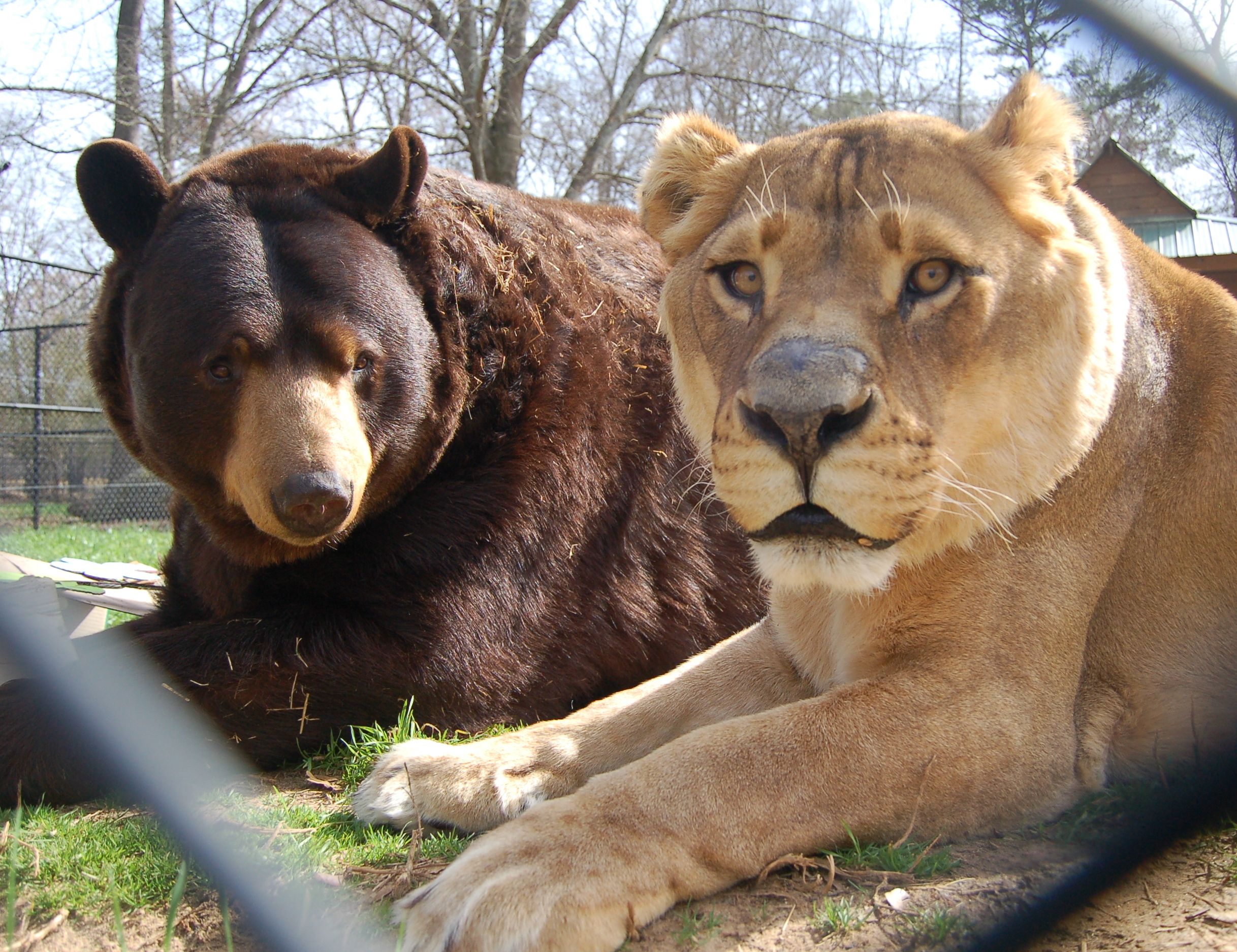 老虎和熊的故事寓意 _飞翔号
