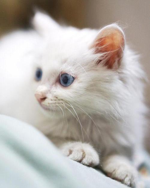 蓝眼睛的白猫(蓝眼睛的白猫图片) - 趣味头条