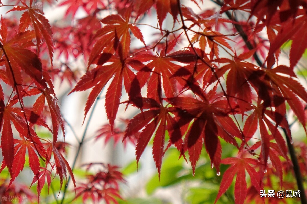 《列子》原文 译文（二）