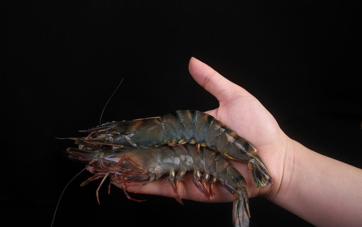 亚洲虎虾"入侵":比亚洲鲤鱼还猛,跟手臂一样大,美国无计可施