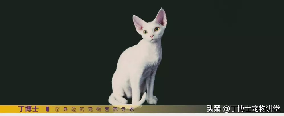 养猫者请注意：以鱼为基础的猫粮，需要关注维生素K的指标