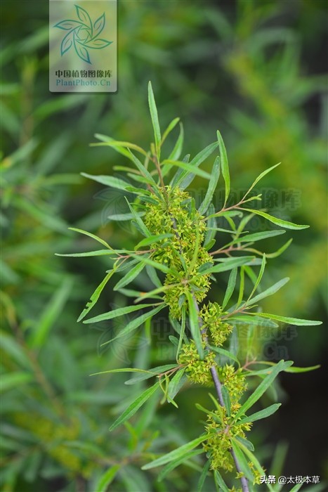 茶叶树(家茶，见过吗？能消食健胃，清热去火)