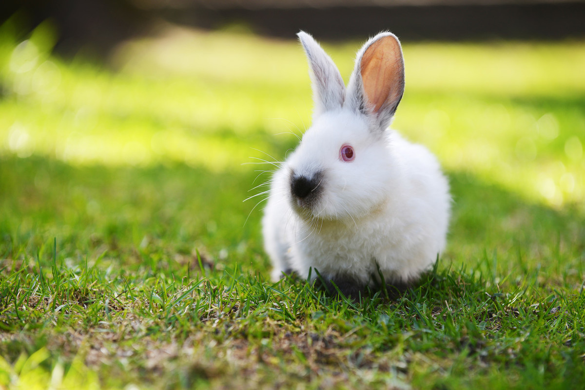 兔子怕冷吗，冬季养兔需要注意什么？