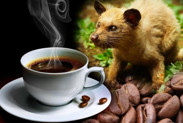 世界“最贵”的3种排泄物，第一每公斤7000元，猫屎咖啡只排最后