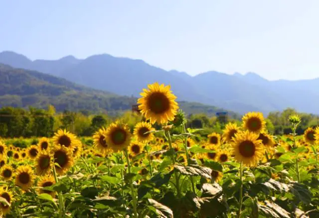 周至县特殊教育学校2020年秋季招生工作方案