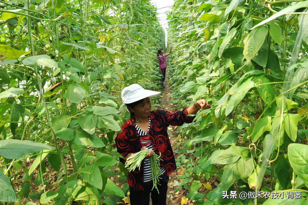 种植豆角的技术和方法（最全相关豆角种植和管理攻略）