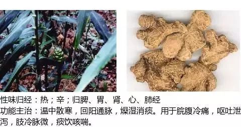 300个中草药图谱（附主治功效），知道一半就太牛了（上）