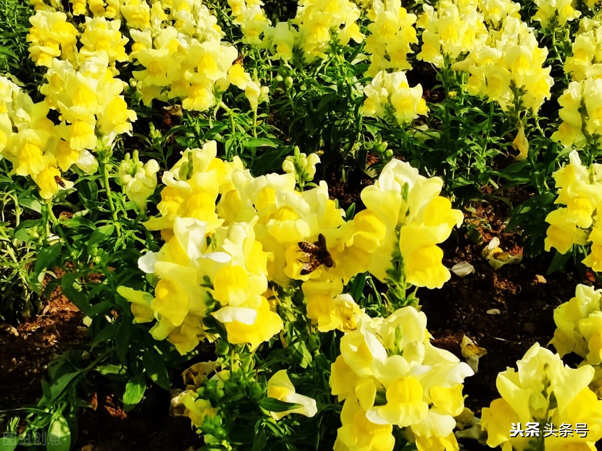 杨花榆荚无才思：韩愈七绝《晚春》有讽刺之意么？