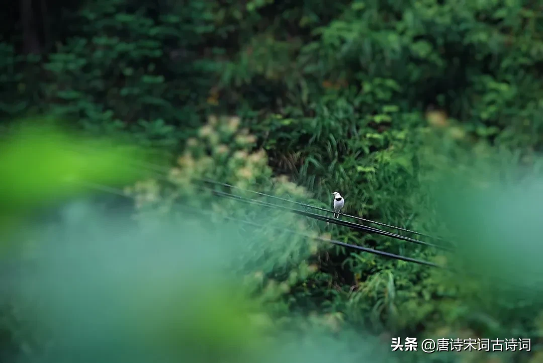在清灵悦耳的鸟鸣里徜徉，陶醉于春光美景之中