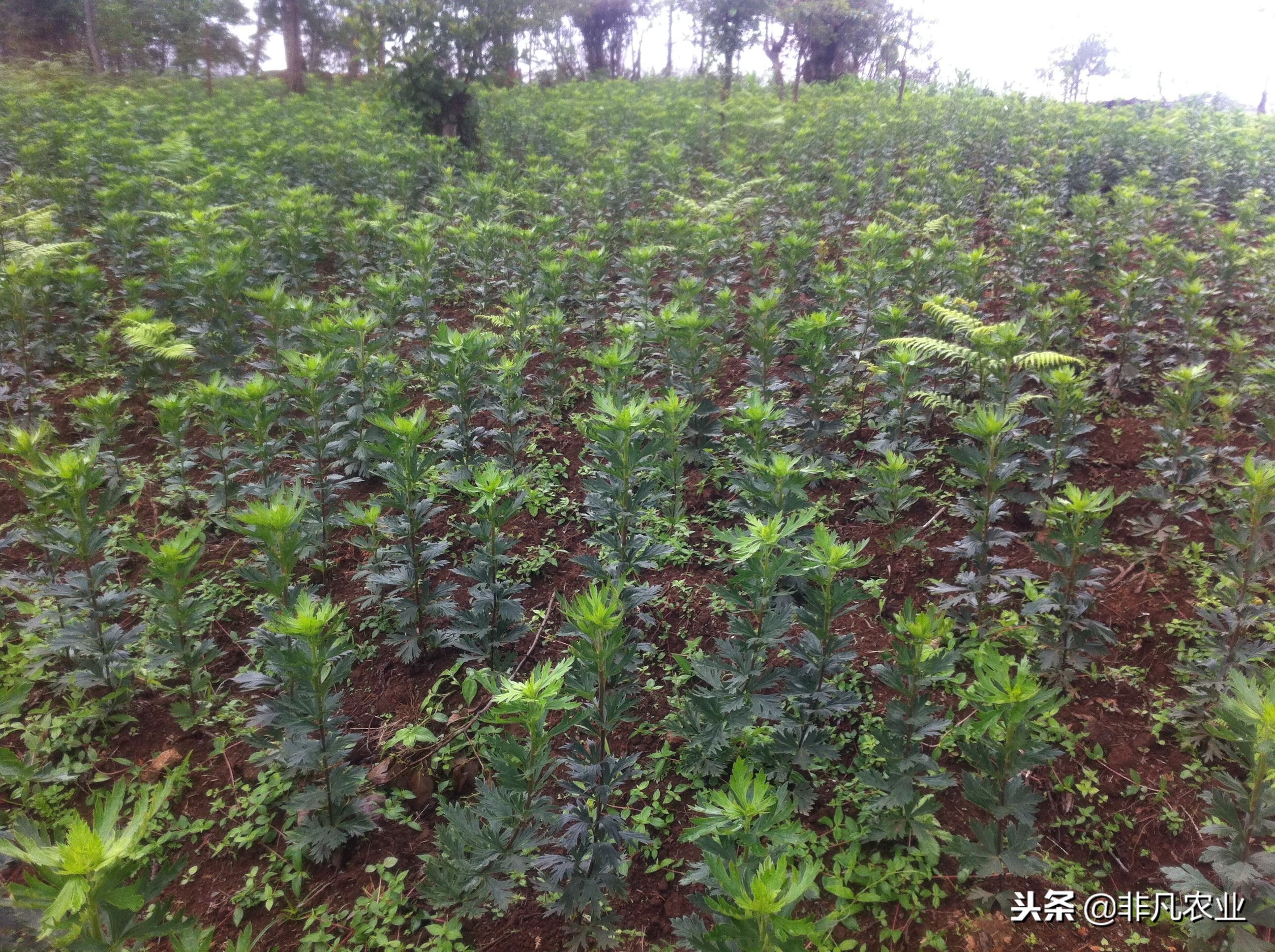 草乌价格农村这作物