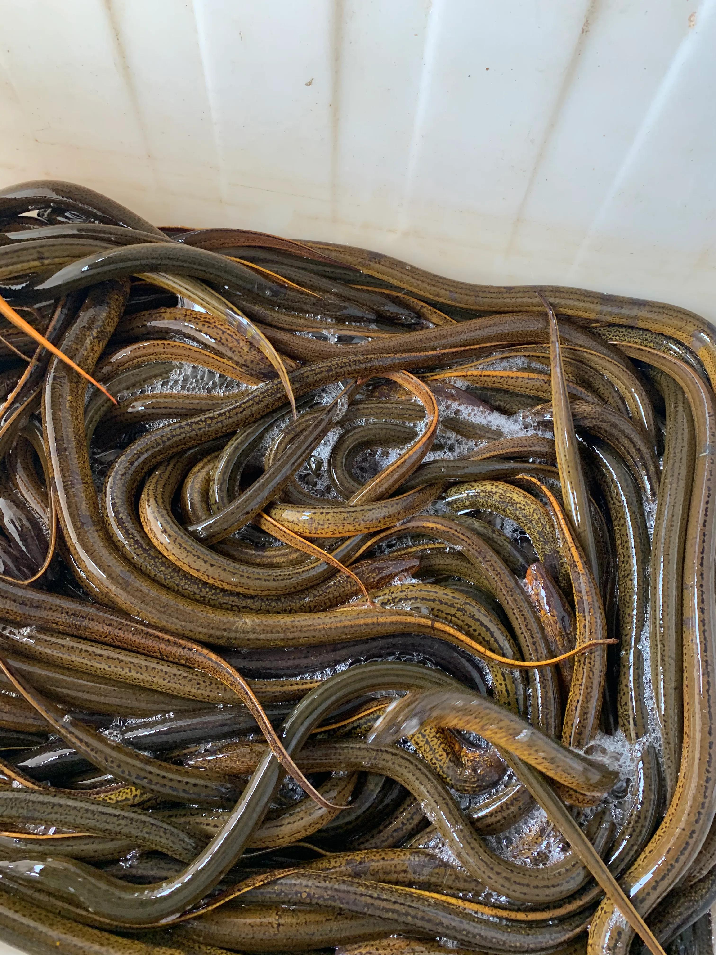 稻田里的小黄鳝怎么养忌讳什么「图文」 -骁龙网