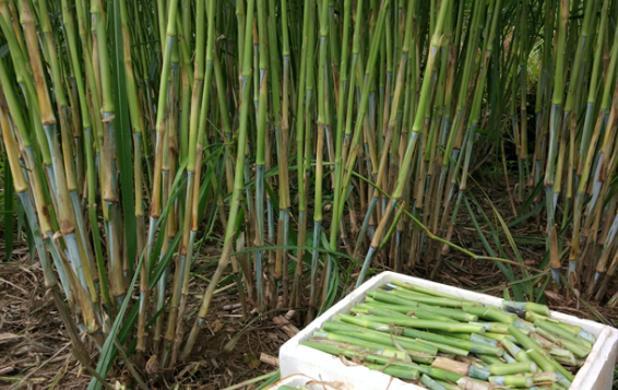 6種高產易種植的牧草，一年可收割多次，種1次可連著收10年