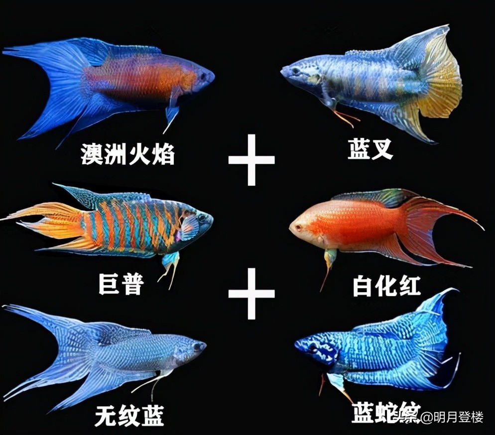 叉尾,叉尾鮰魚