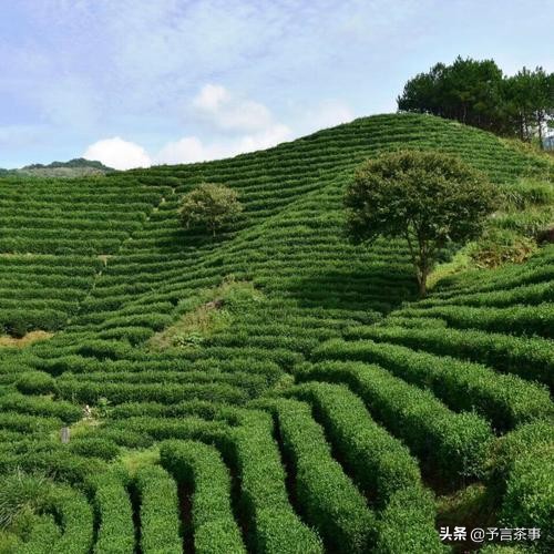 生在深山人未知，一篇文章带你了解岳西翠兰前世今生，看完就懂了