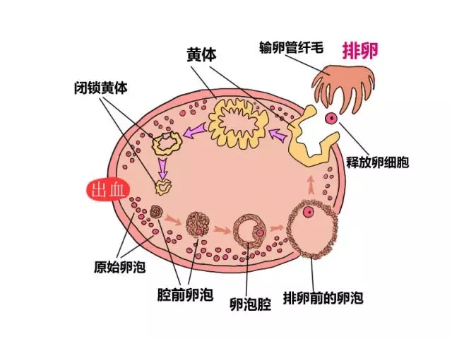 看不懂性激素六项检查报告单？妇科医生一文解读，备孕夫妇收藏好