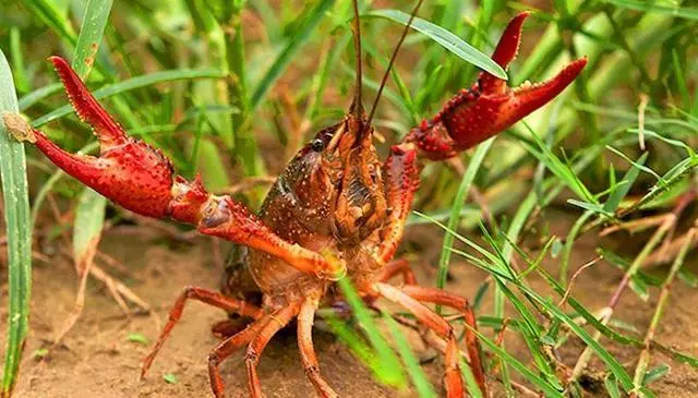 六月份疾病高发，小龙虾养殖户要注意！小龙虾甲壳变红有啥坏处？