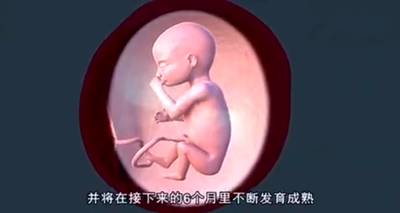 3D组图：带你看孕中期胎儿发育全过程，胎宝成形的那一瞬，太神奇