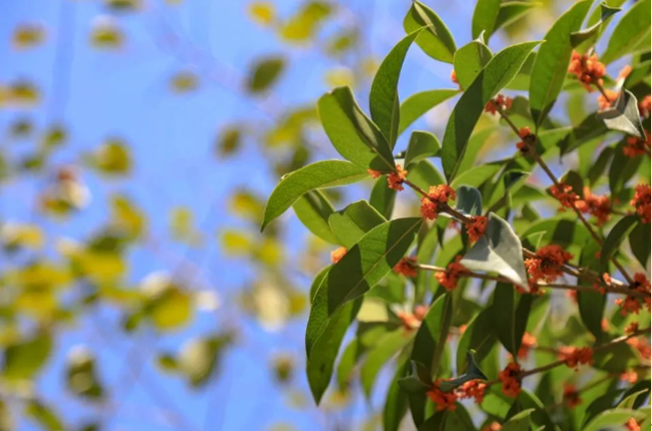 胡耀邦题写校名！全职院士“坐镇”！湖北这所高校还走出全国冠军
