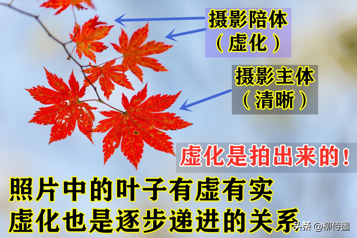 叶子形态各有千秋，跟着摄影师学拍照，拍美“一叶知秋”