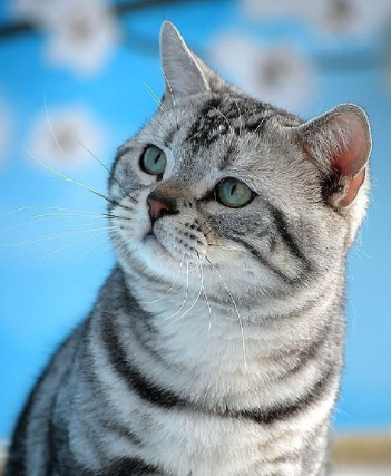 饲养美短猫的铲屎官都想知道自家美短猫过得好不