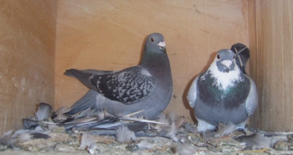 信鸽和野鸽杂交图片(世界最美的鸽子) - 赤虎壹号