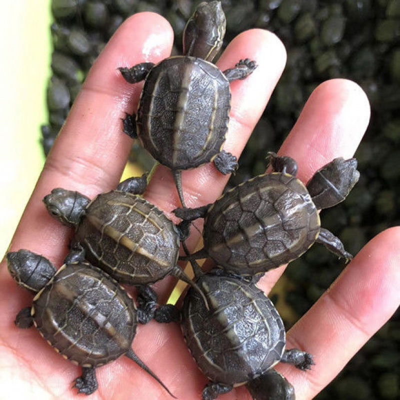 怎么才能养好草龟(草龟饲养注意事项)插图(1)