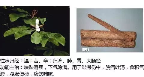 300个中草药图谱（附主治功效），知道一半就太牛了（上）