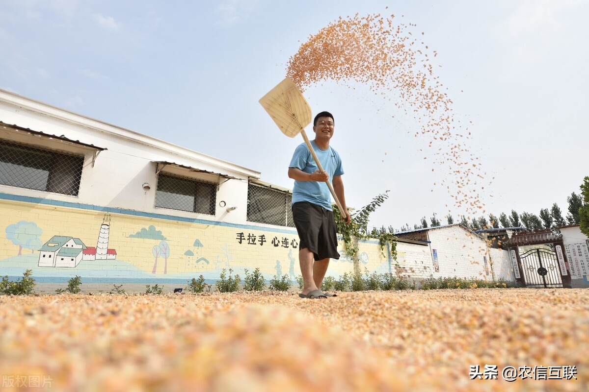 天气好了，玉米为啥还跌了？农民看天吃饭，太难了