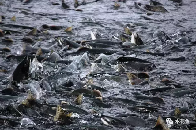 溶氧管理——水产养殖管理的中心环节