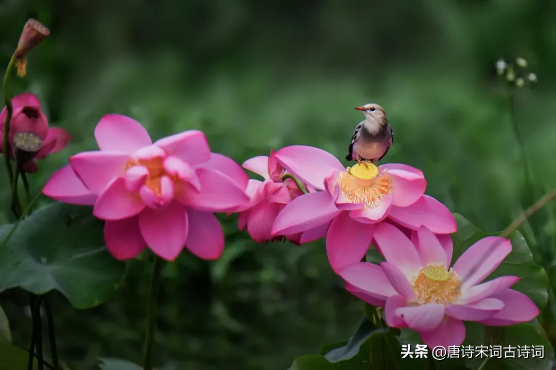 清灵鸟鸣中悠然徜徉，心灵沐浴自然之韵