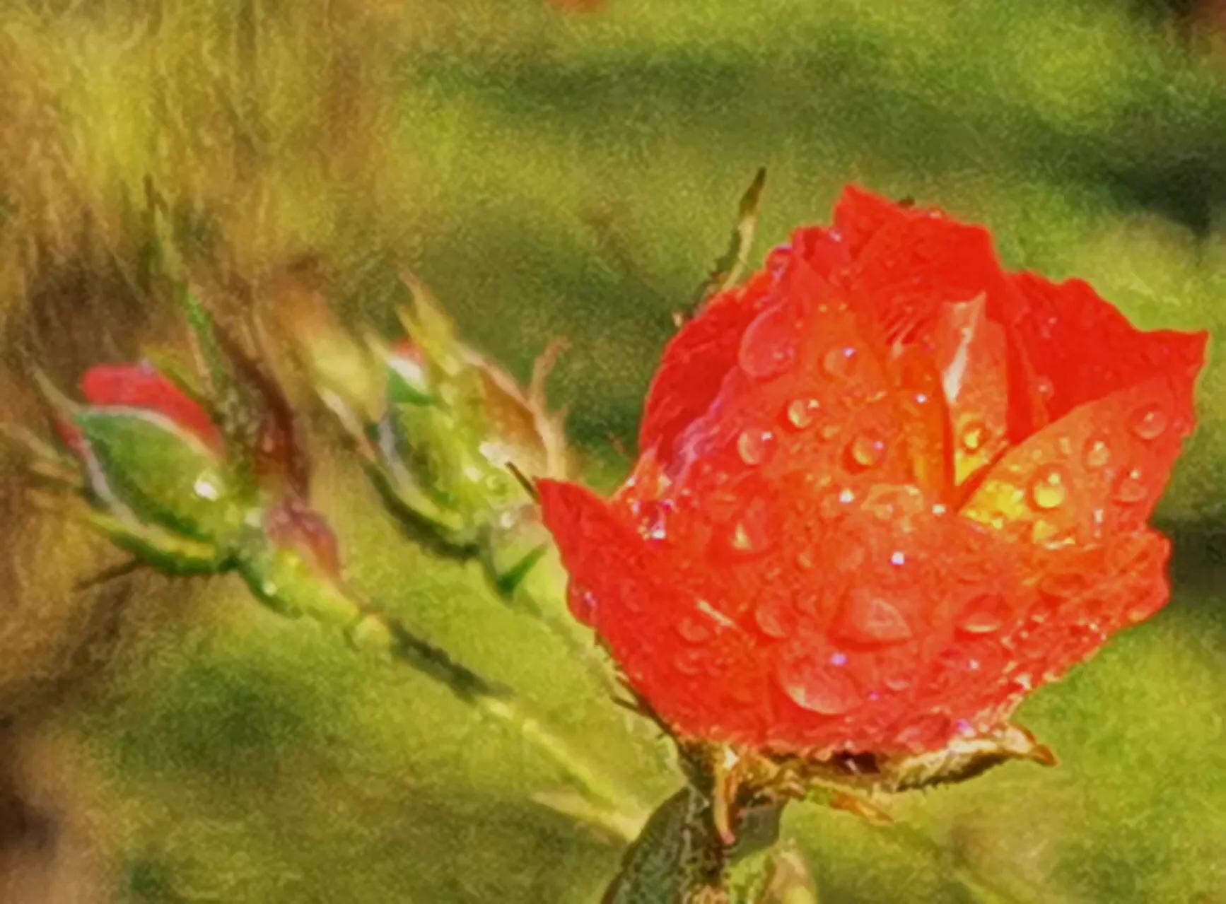 胡立强用华为手机拍摄（红花献给党）