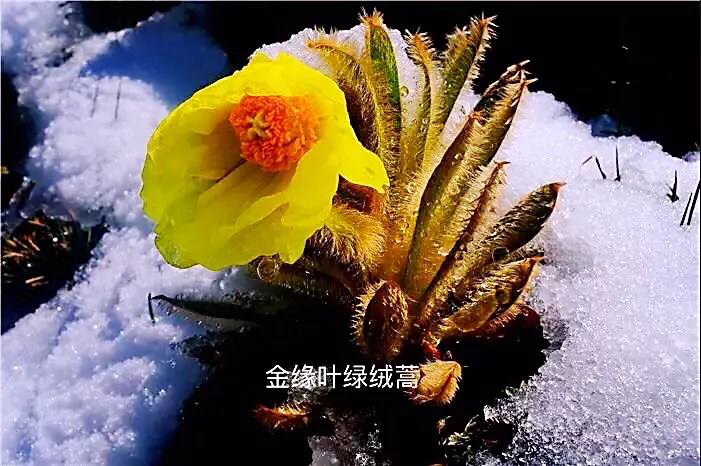 绿绒蒿属于什么科（带你了解中国最美高山花卉）