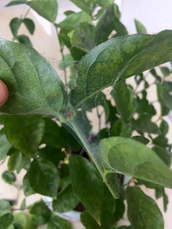 四,茉莉花病虫害