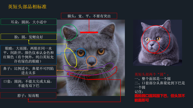 英短到底应该怎么挑？2张图看懂英短品相鉴定