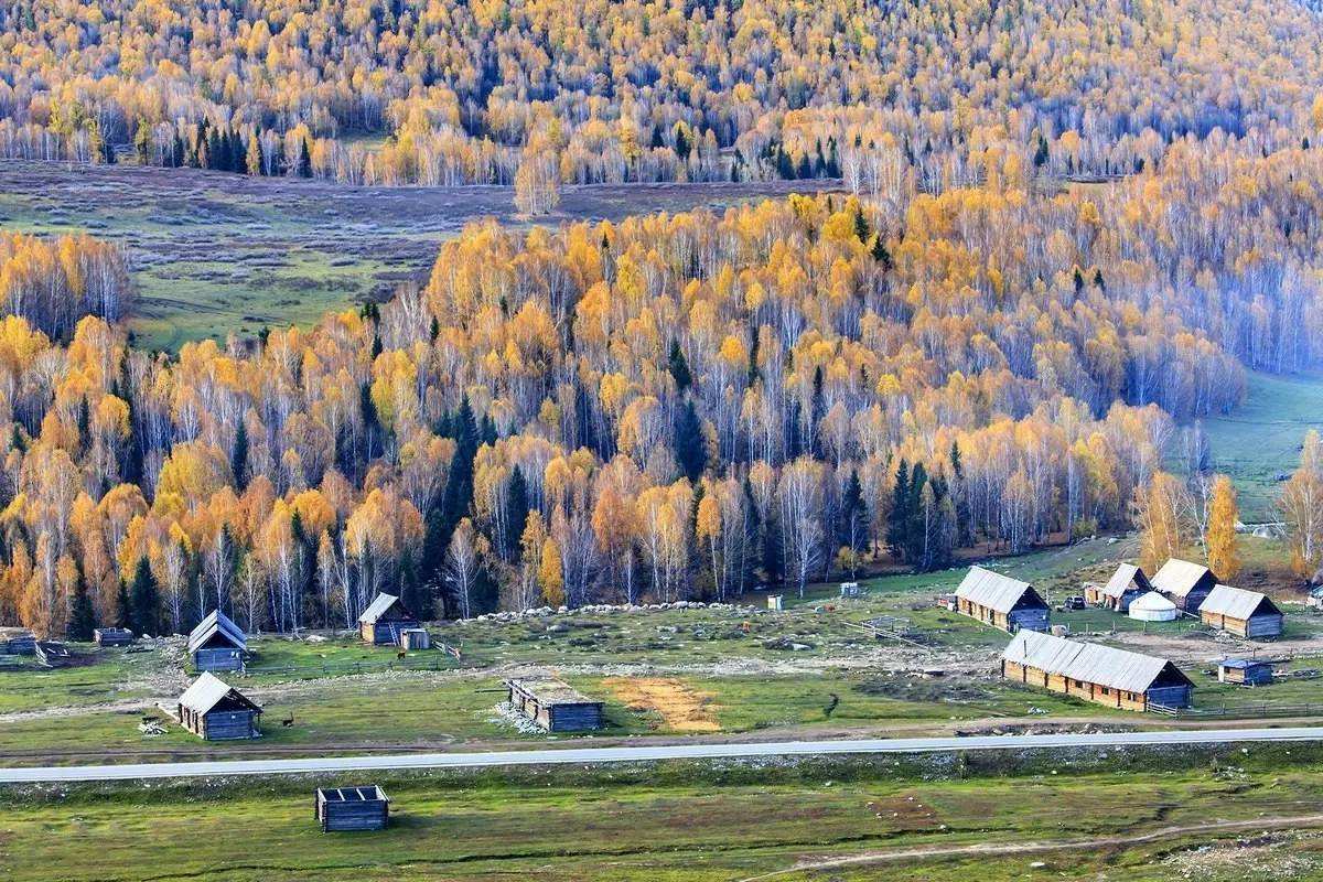 针叶林分布在什么地方(分布在地球亚寒带针叶林介绍)