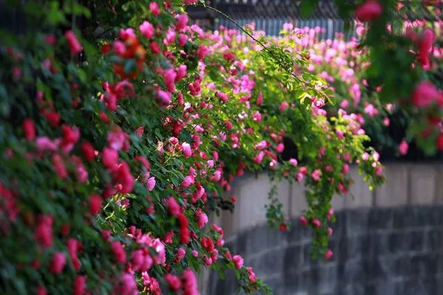 愿有一方小院，静看繁花盛开