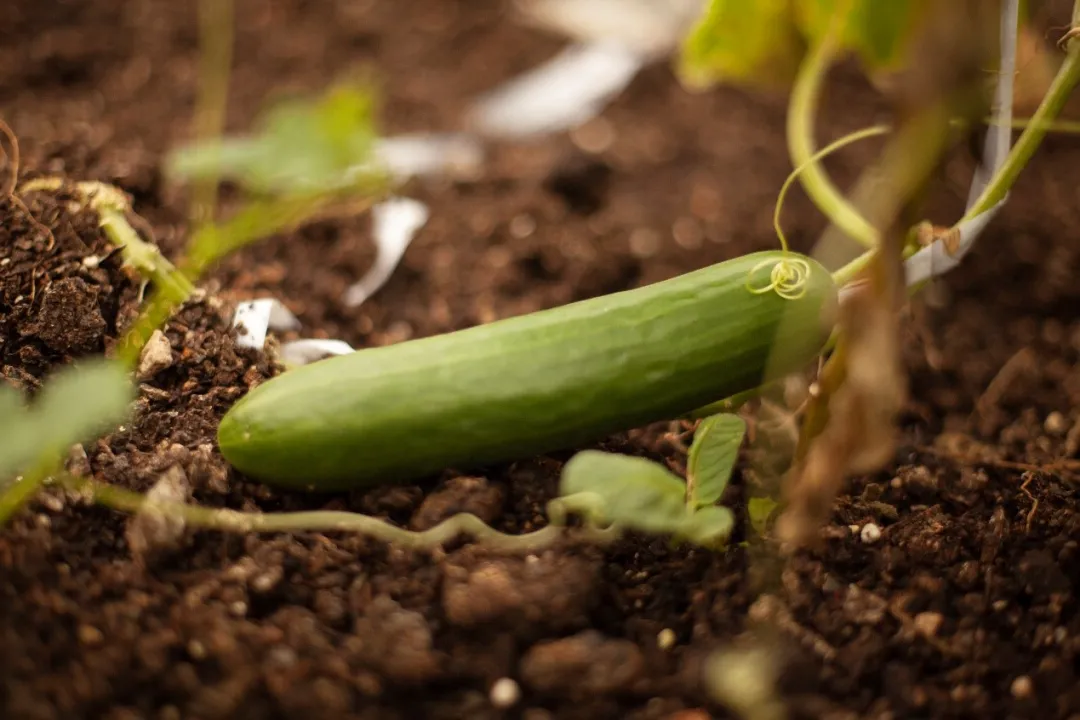 黄瓜像一朵水莲花不胜凉风的娇羞最是那一低头的温柔小小的草莓点缀