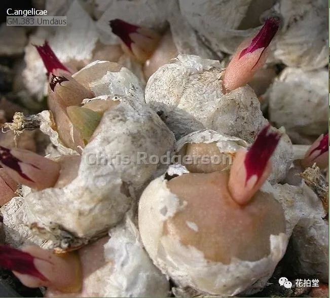 图鉴｜多肉植物番杏科之肉锥花品种图鉴大全（一）