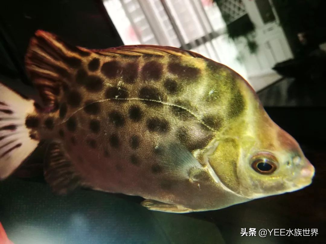 把金鼓鱼放进淡水鱼缸,需要哪几步