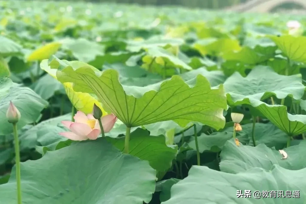 一份来自成都大学的“自我介绍”