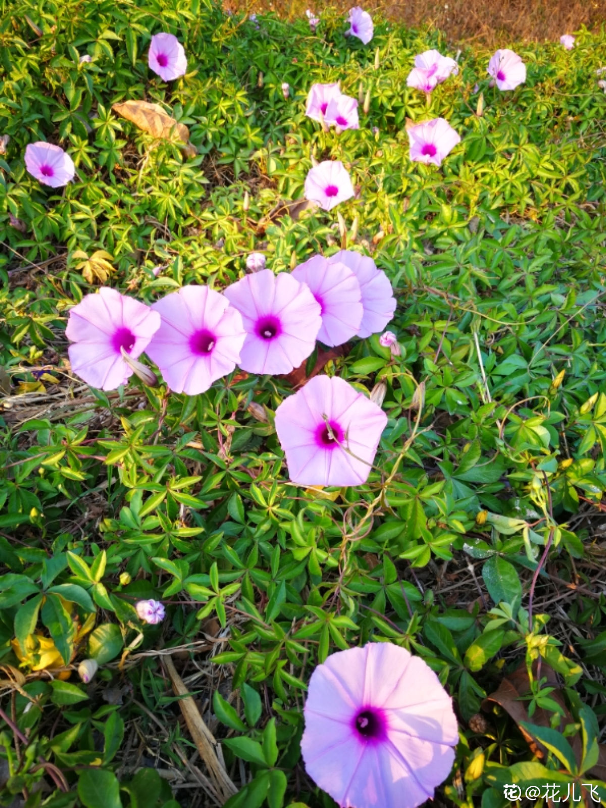 牵牛花的习性(看惯了普通花色，换牵牛花试试，开盲盒般的惊喜花色)