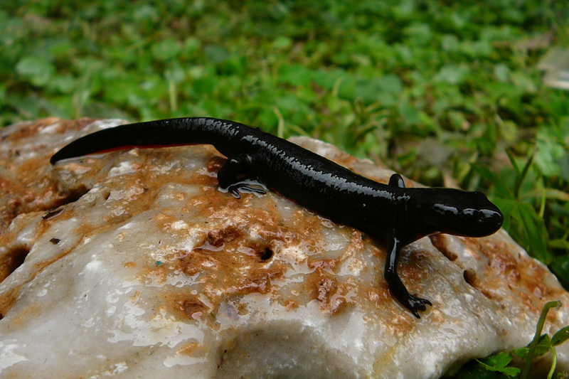 真正小娃娃鱼图片(不要再把这些水族宠物) - 赤虎壹号