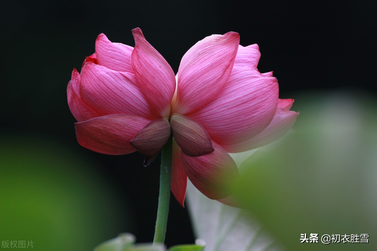 并蒂莲花诗词七首赏读：露湿红芳双朵重，并蒂芙蓉本自双