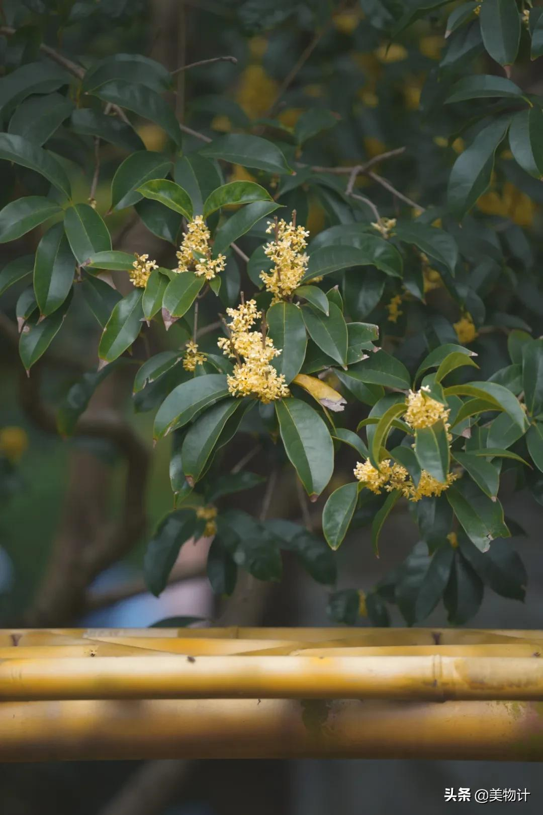 一树桂花开，人间有清欢